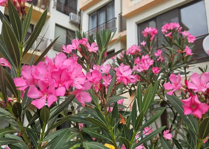 Sannybeach Amberbeach Bulgaria A14-1 * סאני ביץ'